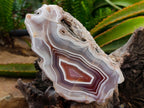 Polished One Side XL Shashe River Agate Specimen x 1 From Shashe River, Zimbabwe