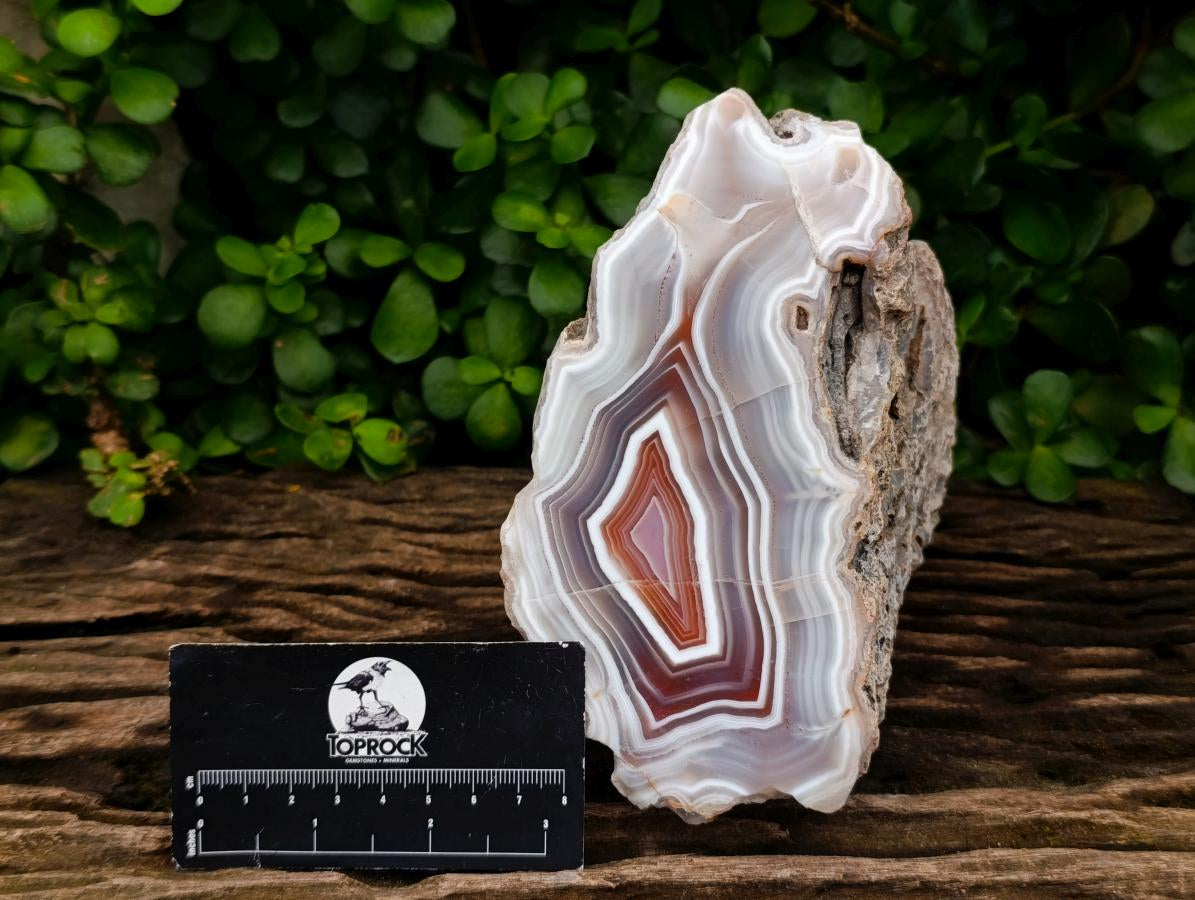Polished One Side XL Shashe River Agate Specimen x 1 From Shashe River, Zimbabwe