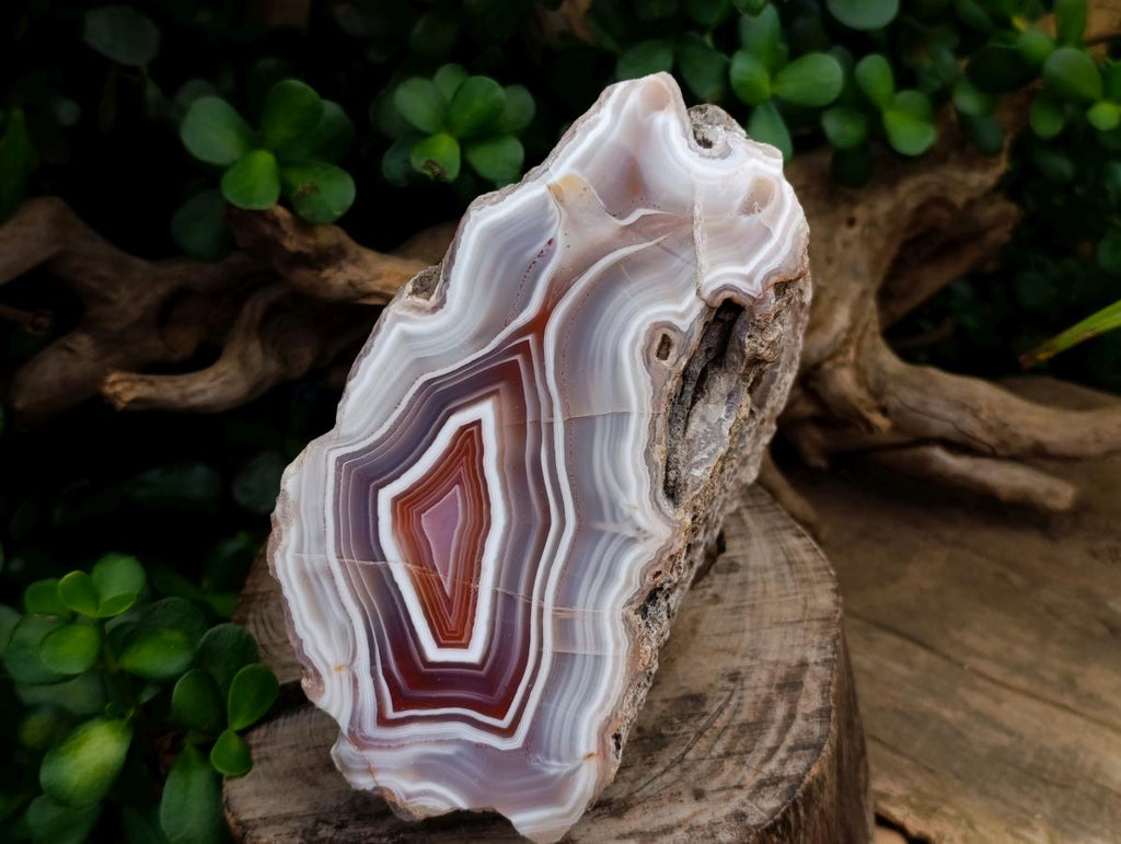 Polished One Side XL Shashe River Agate Specimen x 1 From Shashe River, Zimbabwe