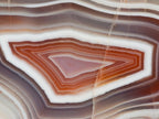 Polished One Side XL Shashe River Agate Specimen x 1 From Shashe River, Zimbabwe