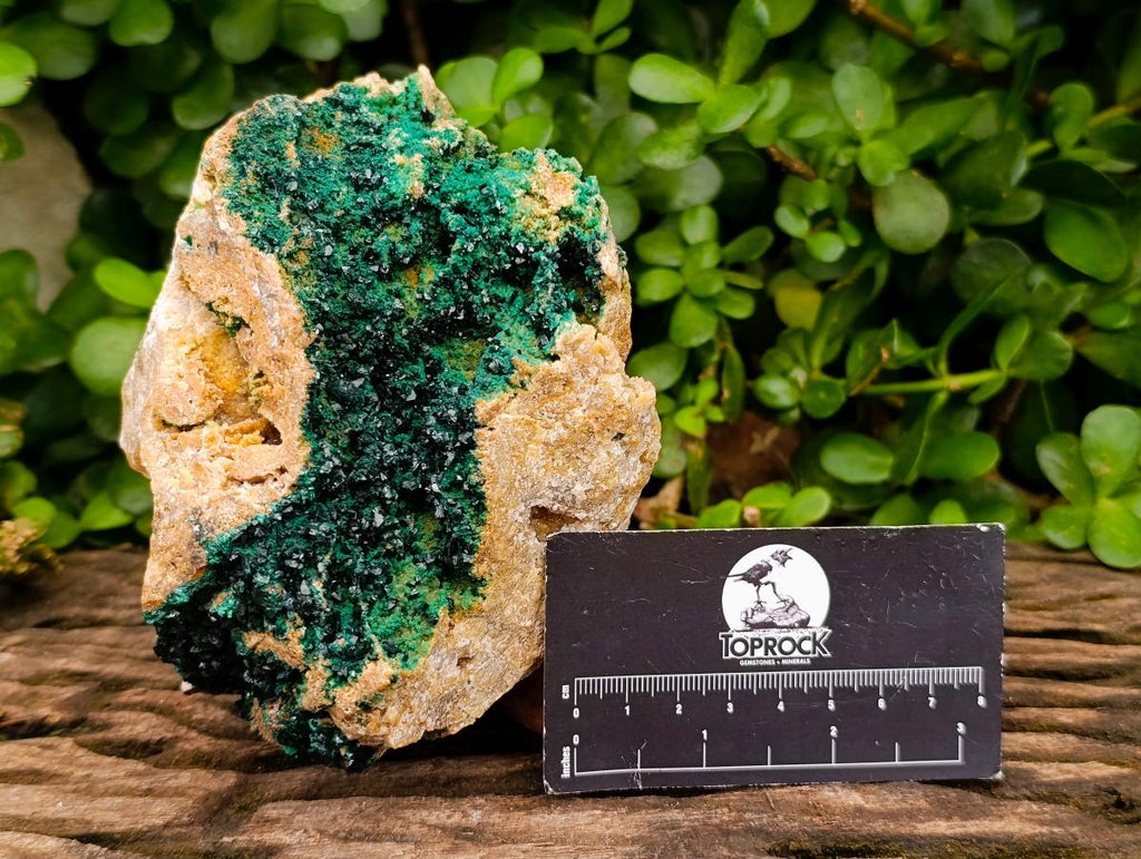 Natural Large Libethenite Crystals on Dolomite Matrix Specimen x 1 From Shituru, Congo