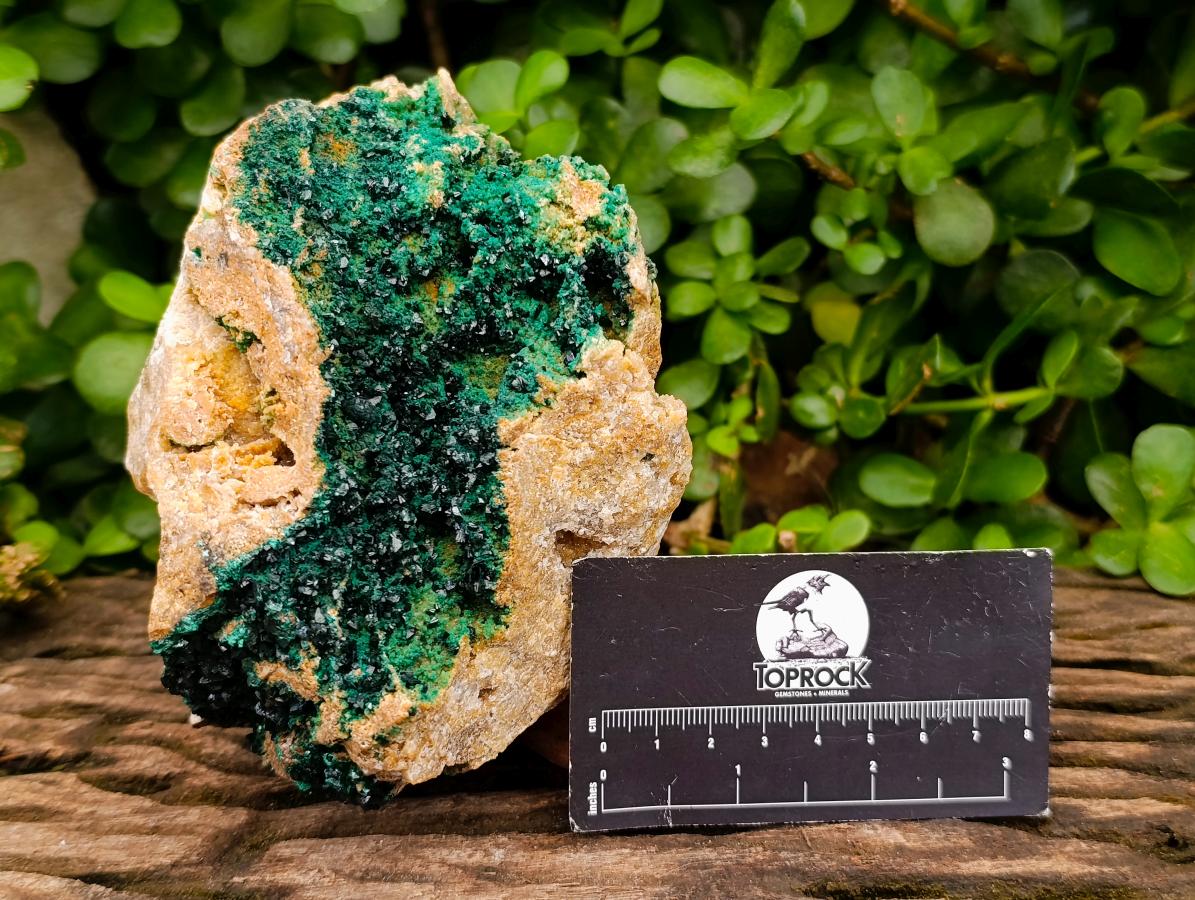 Natural Large Libethenite Crystals on Dolomite Matrix Specimen x 1 From Shituru, Congo