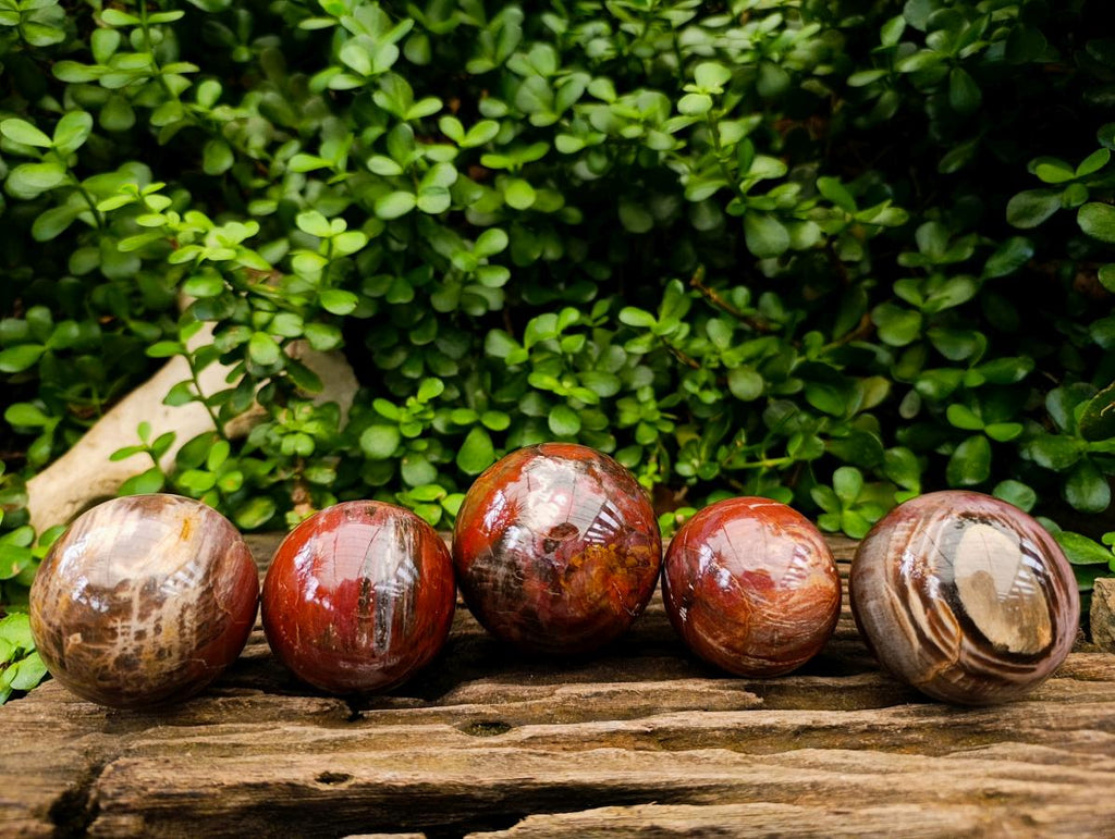 Polished Red Podocarpus Petrified Wood Spheres x 5 From Mahajanga, Madagascar