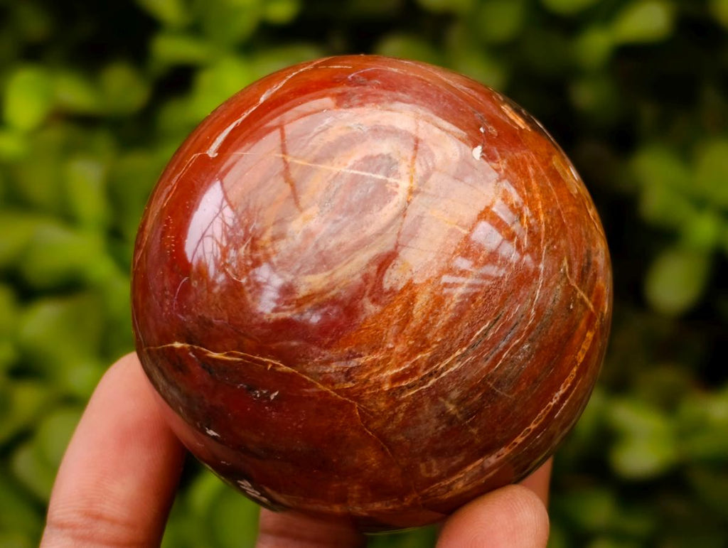 Polished Red Podocarpus Petrified Wood Spheres x 5 From Mahajanga, Madagascar