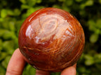 Polished Red Podocarpus Petrified Wood Spheres x 5 From Mahajanga, Madagascar