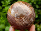 Polished Red Podocarpus Petrified Wood Spheres x 5 From Mahajanga, Madagascar
