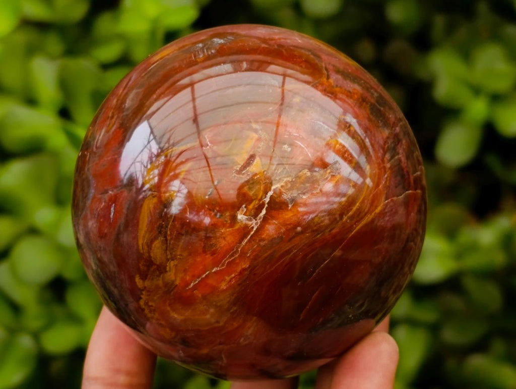 Polished Red Podocarpus Petrified Wood Spheres x 5 From Mahajanga, Madagascar