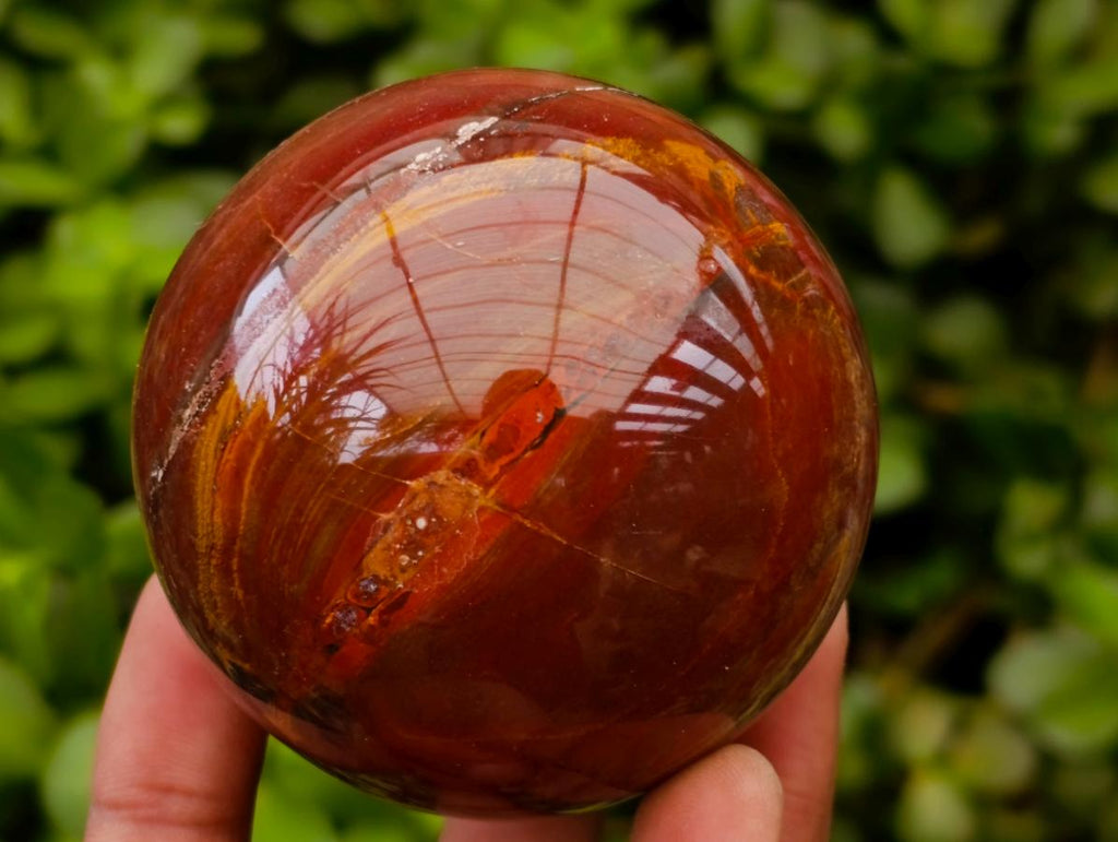 Polished Red Podocarpus Petrified Wood Spheres x 5 From Mahajanga, Madagascar
