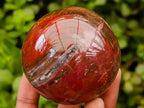 Polished Red Podocarpus Petrified Wood Spheres x 5 From Mahajanga, Madagascar