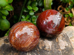 Polished Red Podocarpus Petrified Wood Spheres x 5 From Mahajanga, Madagascar