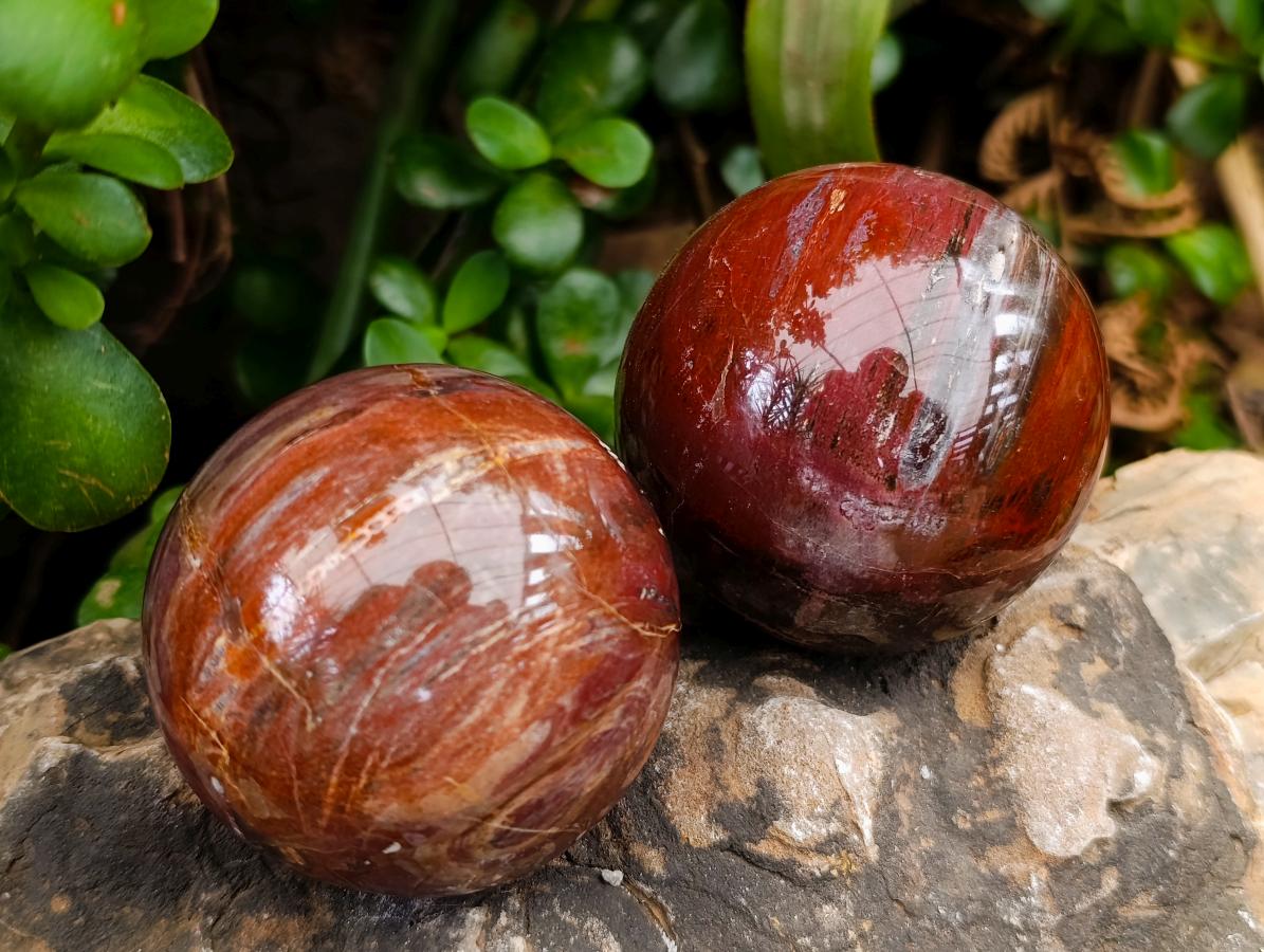 Polished Red Podocarpus Petrified Wood Spheres x 5 From Mahajanga, Madagascar