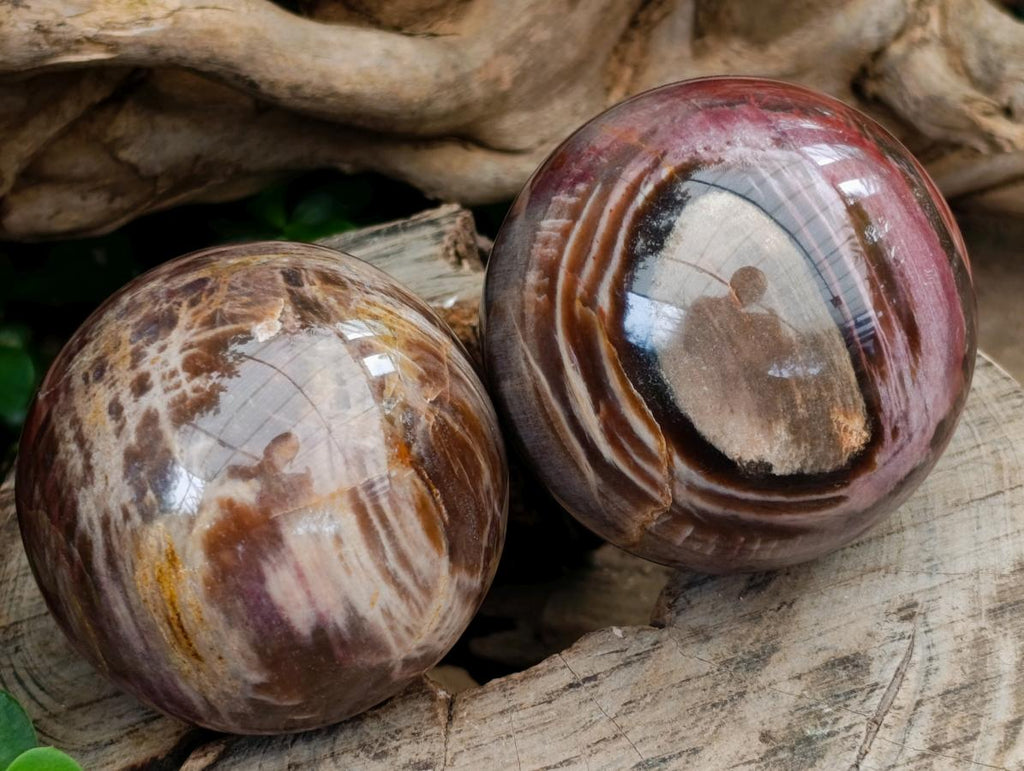 Polished Red Podocarpus Petrified Wood Spheres x 5 From Mahajanga, Madagascar