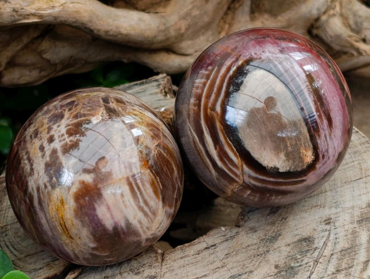 Polished Red Podocarpus Petrified Wood Spheres x 5 From Mahajanga, Madagascar
