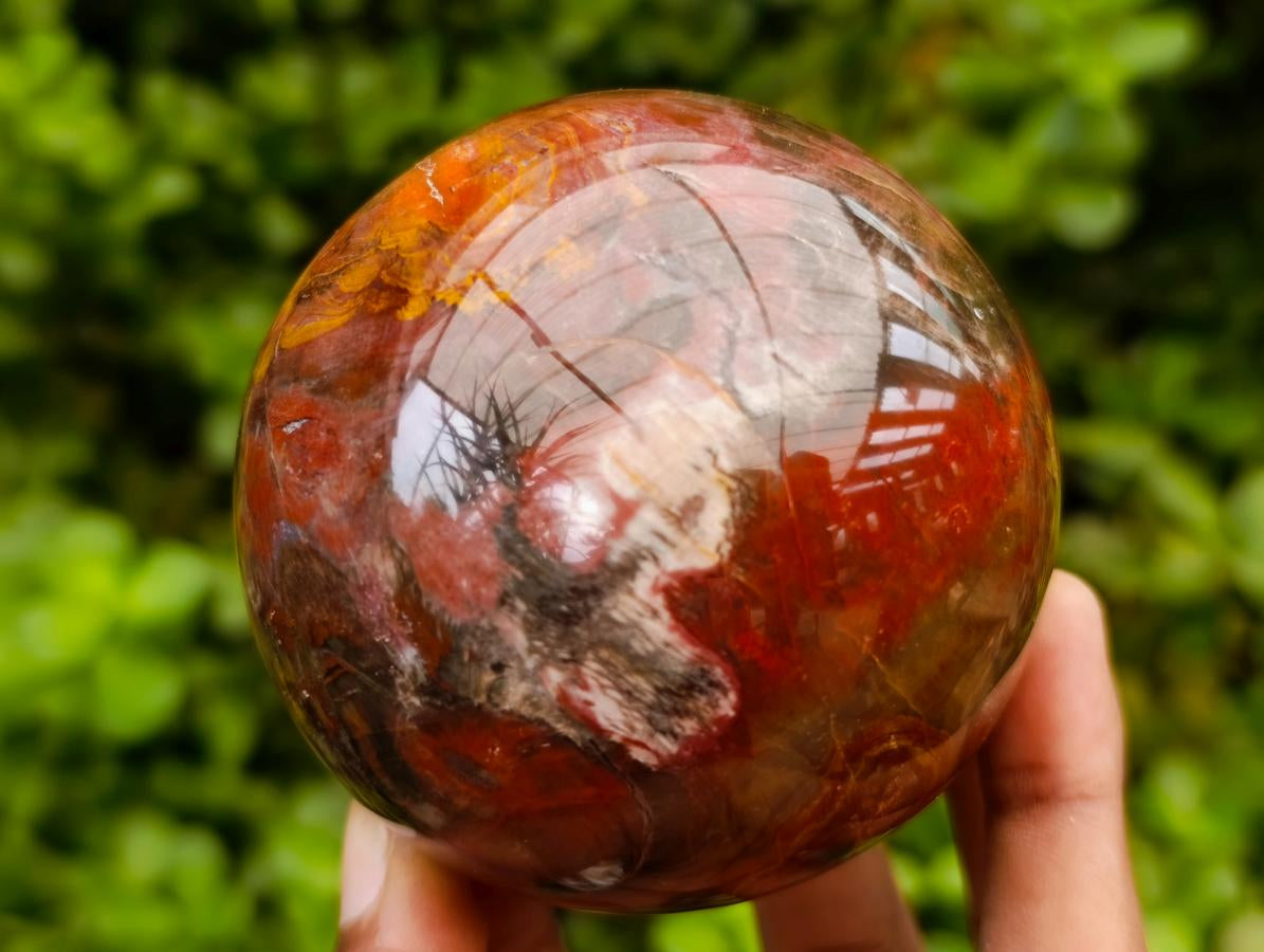 Polished Red Podocarpus Petrified Wood Spheres x 5 From Mahajanga, Madagascar
