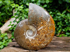 Polished XL Cleoniceras "Jigsaw" Ammonite Fossil x 1 From Tulear, Madagascar