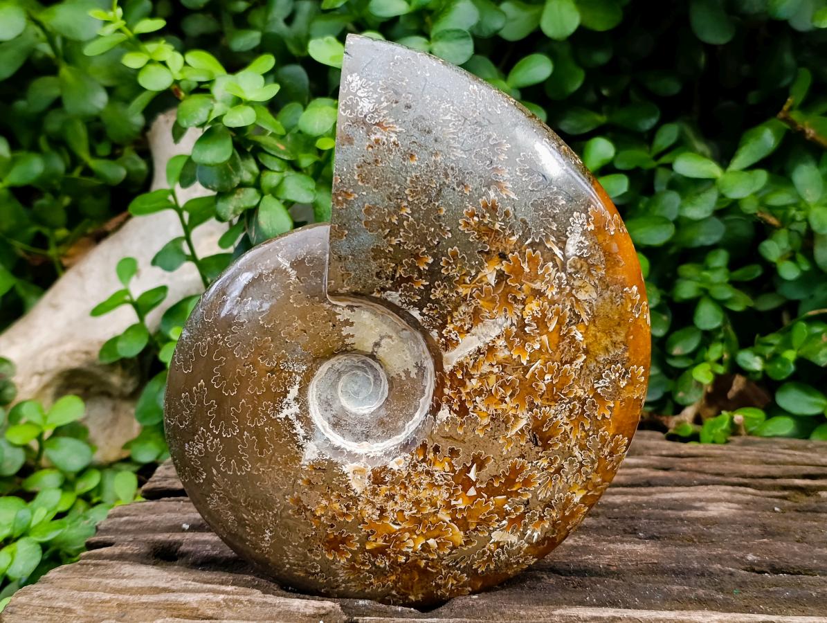 Polished XL Cleoniceras "Jigsaw" Ammonite Fossil x 1 From Tulear, Madagascar