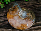 Polished XL Cleoniceras "Jigsaw" Ammonite Fossil x 1 From Tulear, Madagascar