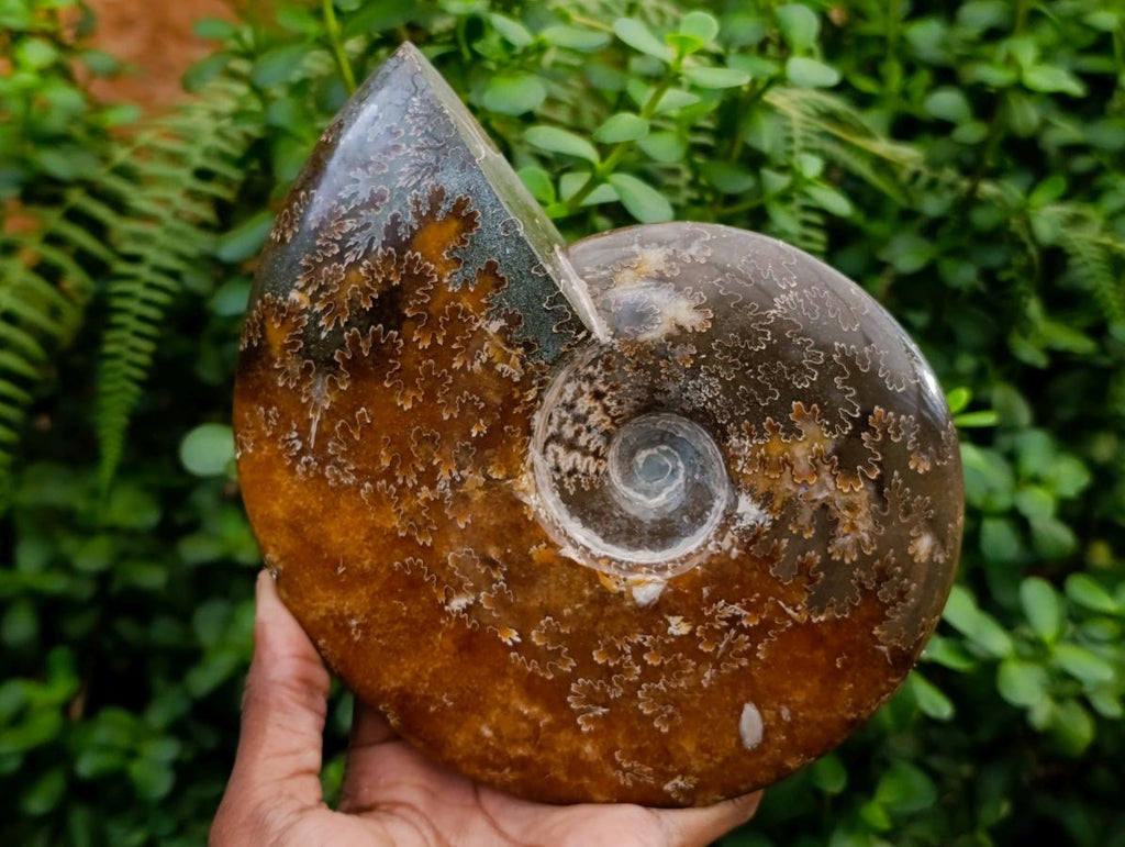 Polished XL Cleoniceras "Jigsaw" Ammonite Fossil x 1 From Tulear, Madagascar