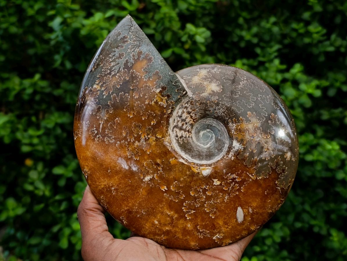 Polished XL Cleoniceras "Jigsaw" Ammonite Fossil x 1 From Tulear, Madagascar