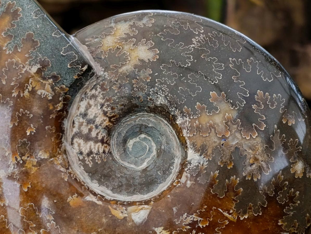 Polished XL Cleoniceras "Jigsaw" Ammonite Fossil x 1 From Tulear, Madagascar