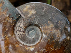 Polished XL Cleoniceras "Jigsaw" Ammonite Fossil x 1 From Tulear, Madagascar