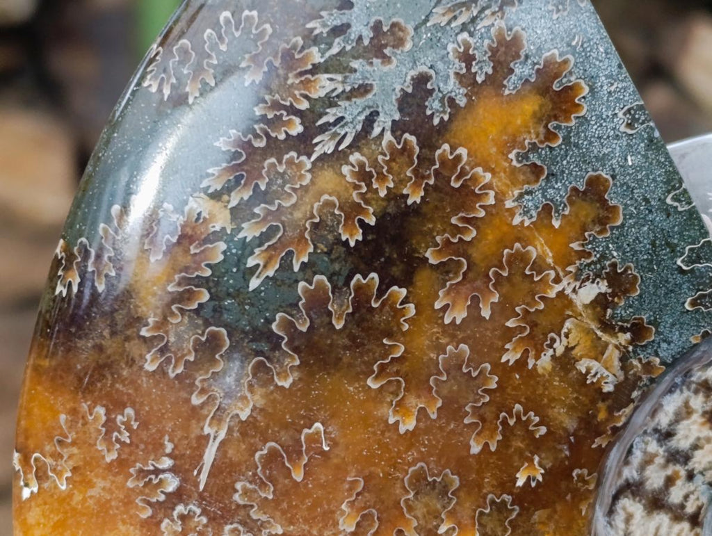 Polished XL Cleoniceras "Jigsaw" Ammonite Fossil x 1 From Tulear, Madagascar