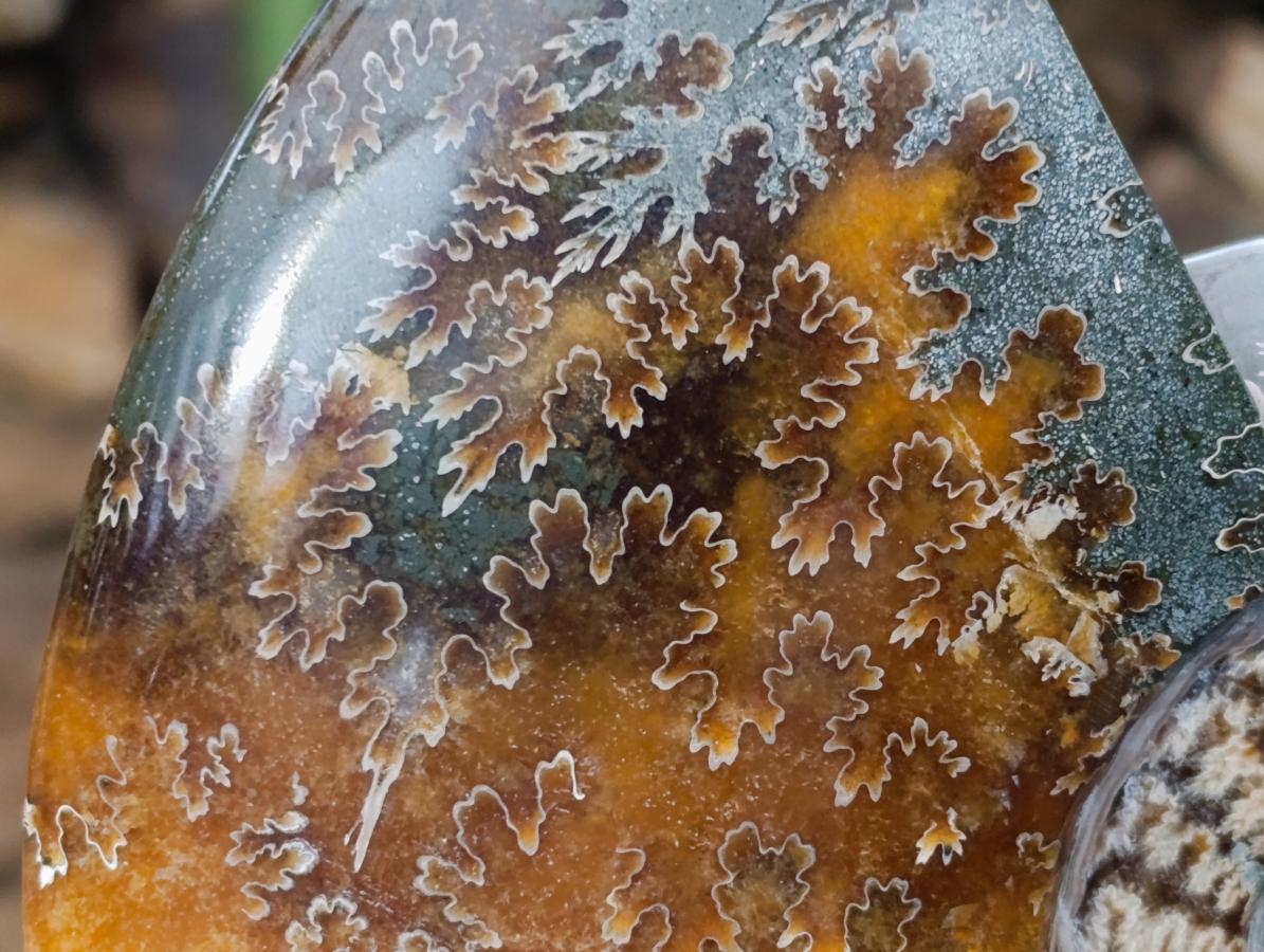 Polished XL Cleoniceras "Jigsaw" Ammonite Fossil x 1 From Tulear, Madagascar
