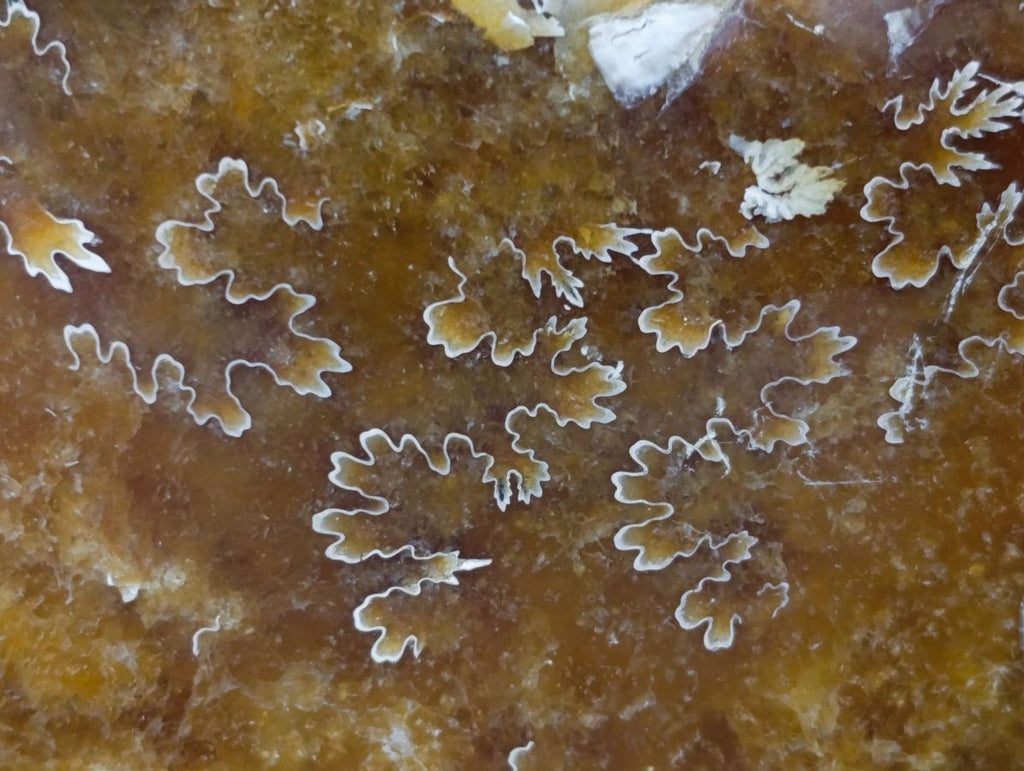 Polished XL Cleoniceras "Jigsaw" Ammonite Fossil x 1 From Tulear, Madagascar