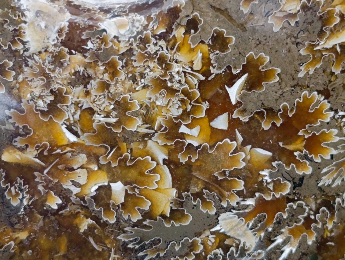 Polished XL Cleoniceras "Jigsaw" Ammonite Fossil x 1 From Tulear, Madagascar