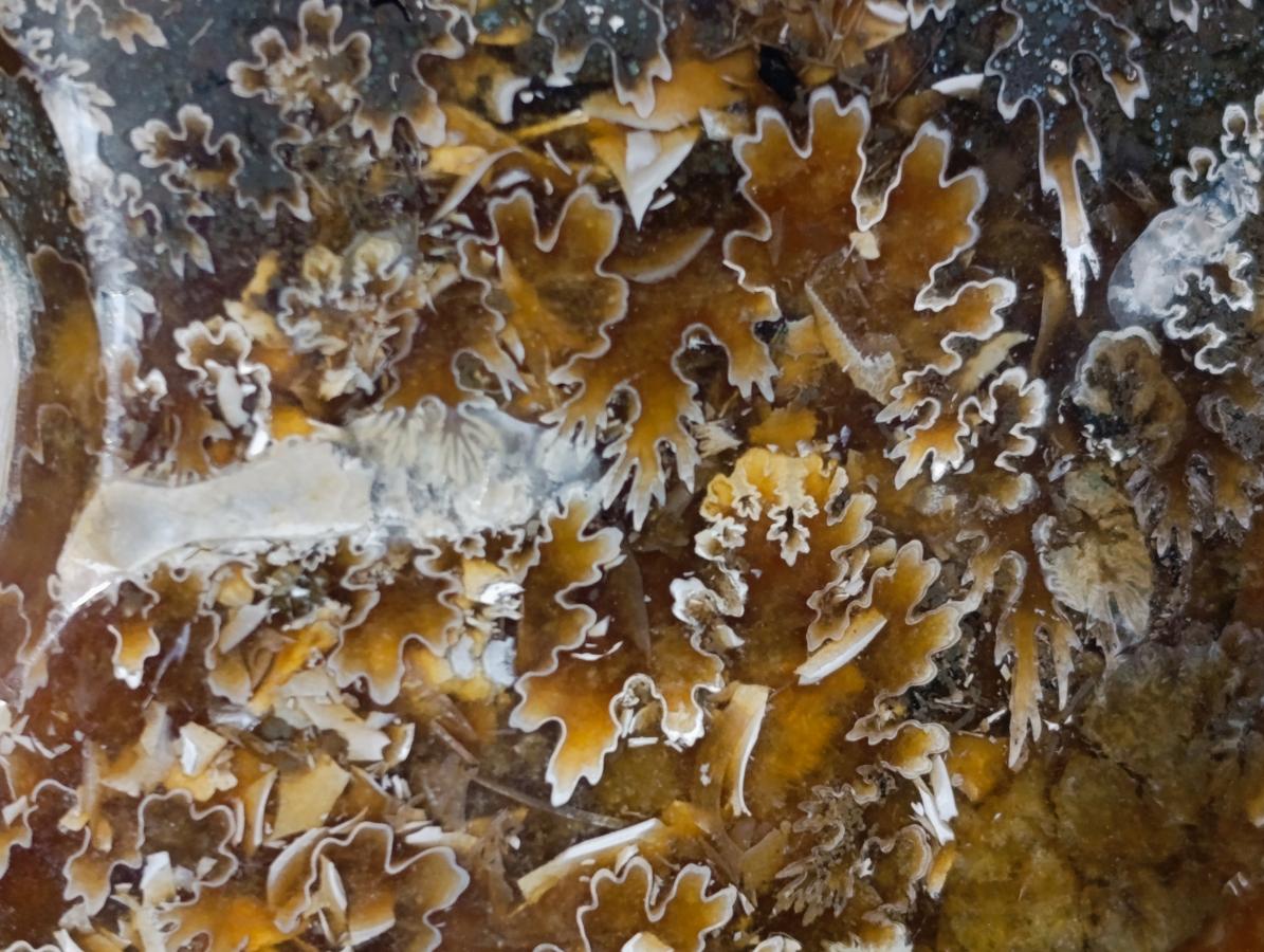 Polished XL Cleoniceras "Jigsaw" Ammonite Fossil x 1 From Tulear, Madagascar