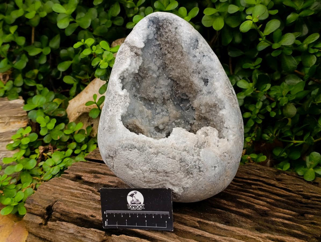 Polished XL Celestite Crystal Geode Centred Gemstone Egg x 1 From Sakoany, Madagascar