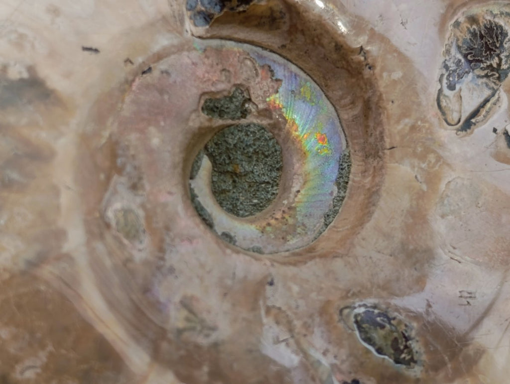 Polished Cleoniceras and Calliphyloceras Ammonite Fossils x 3 From Tulear, Madagascar