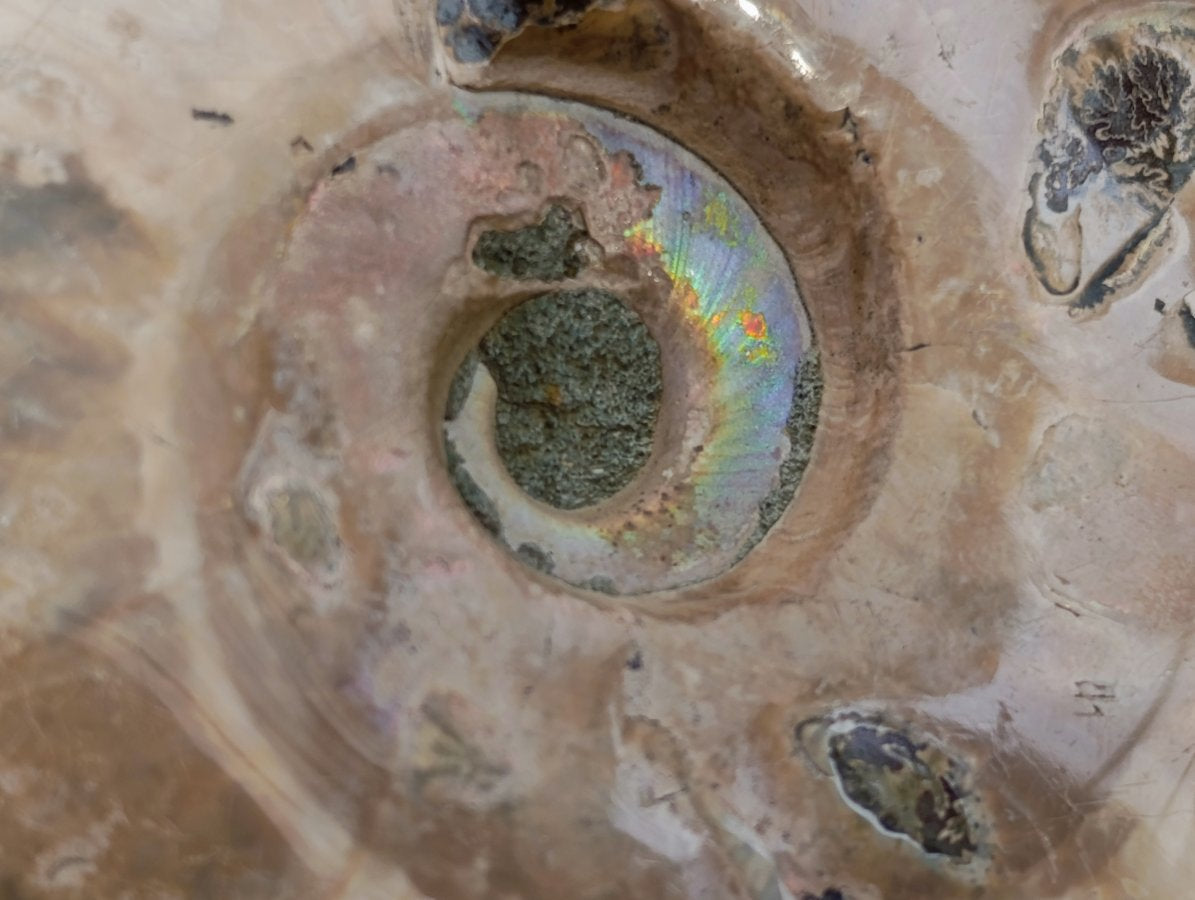 Polished Cleoniceras and Calliphyloceras Ammonite Fossils x 3 From Tulear, Madagascar