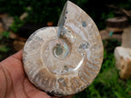 Polished Cleoniceras and Calliphyloceras Ammonite Fossils x 3 From Tulear, Madagascar