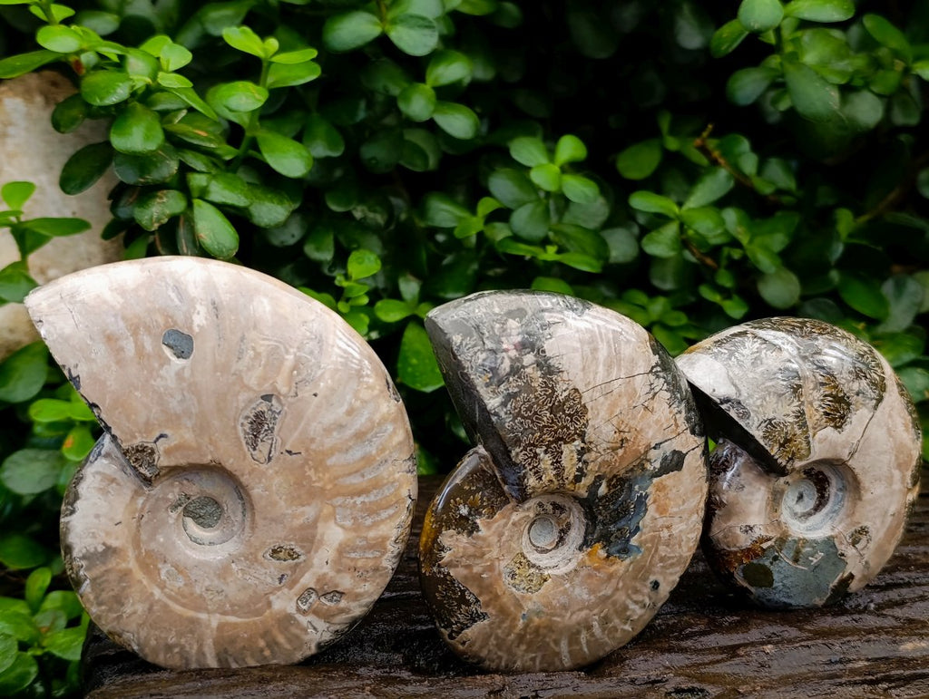 Polished Cleoniceras and Calliphyloceras Ammonite Fossils x 3 From Tulear, Madagascar