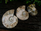 Polished Cleoniceras and Calliphyloceras Ammonite Fossils x 3 From Tulear, Madagascar