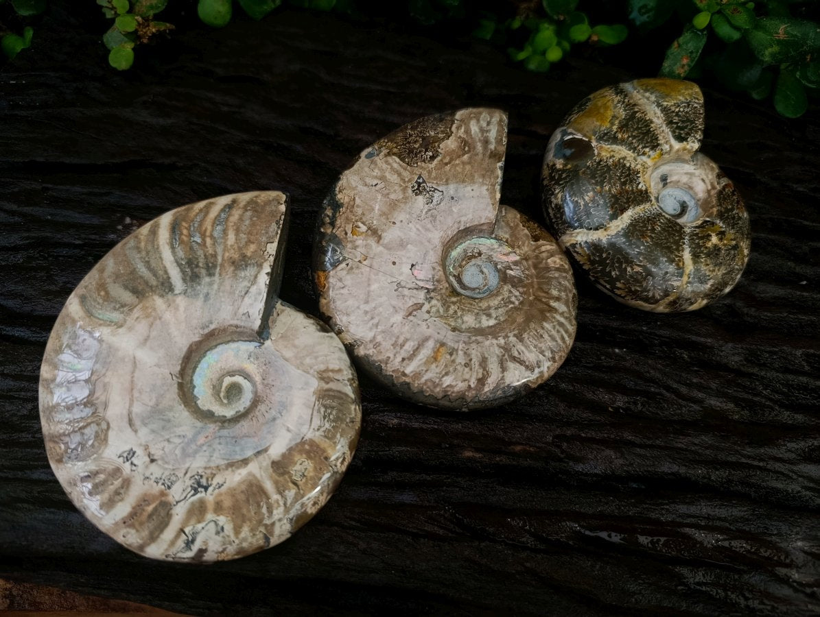 Polished Cleoniceras and Calliphyloceras Ammonite Fossils x 3 From Tulear, Madagascar