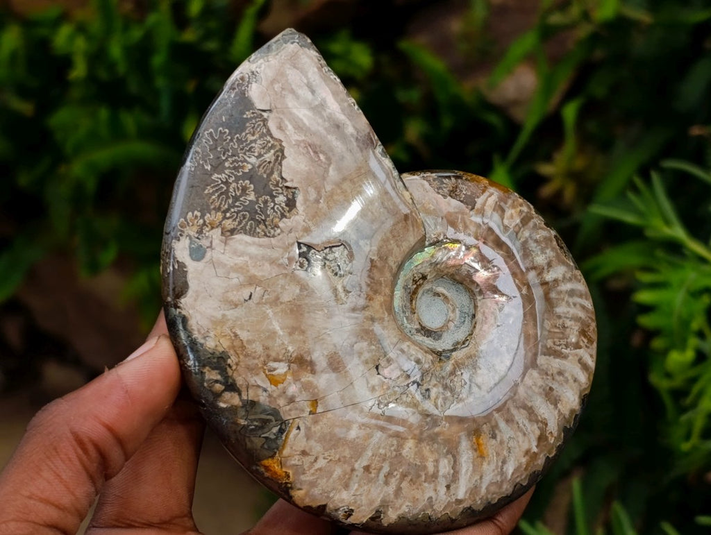 Polished Cleoniceras and Calliphyloceras Ammonite Fossils x 3 From Tulear, Madagascar