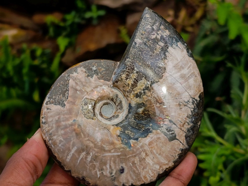 Polished Cleoniceras and Calliphyloceras Ammonite Fossils x 3 From Tulear, Madagascar