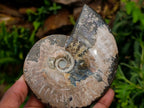 Polished Cleoniceras and Calliphyloceras Ammonite Fossils x 3 From Tulear, Madagascar