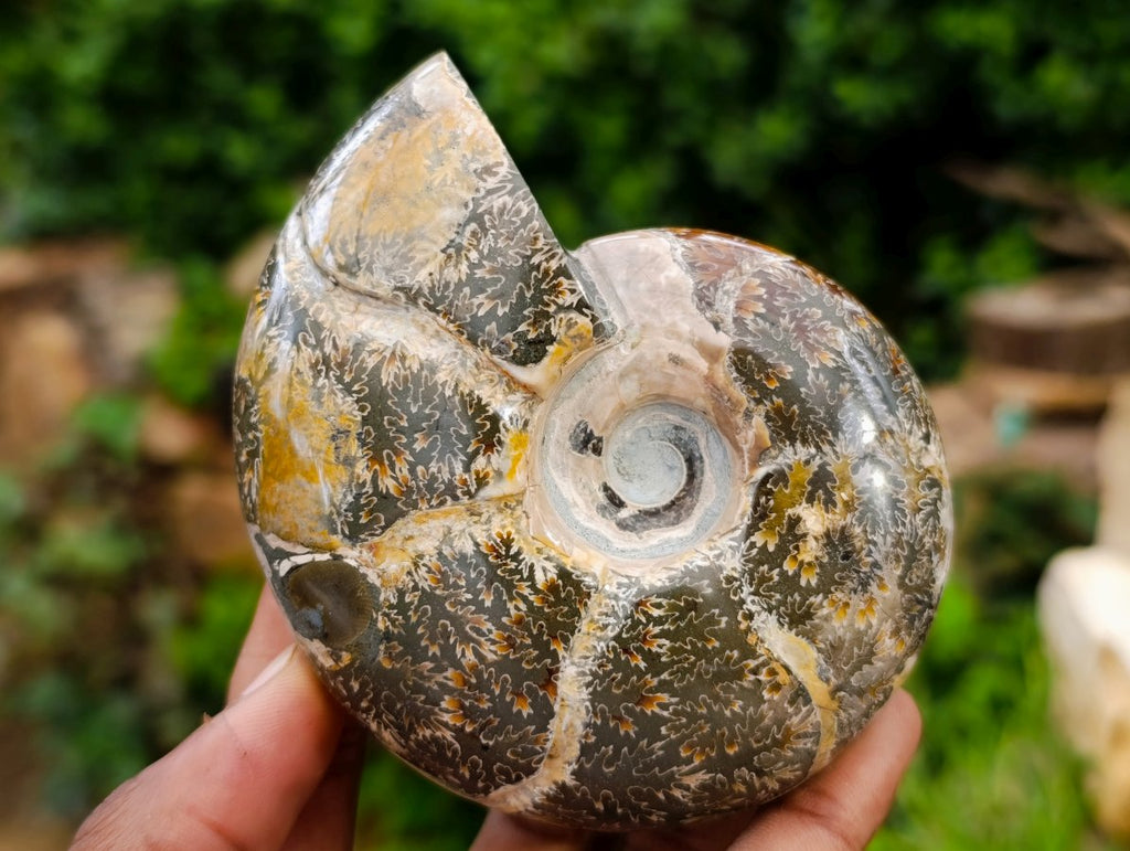 Polished Cleoniceras and Calliphyloceras Ammonite Fossils x 3 From Tulear, Madagascar