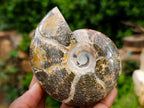 Polished Cleoniceras and Calliphyloceras Ammonite Fossils x 3 From Tulear, Madagascar