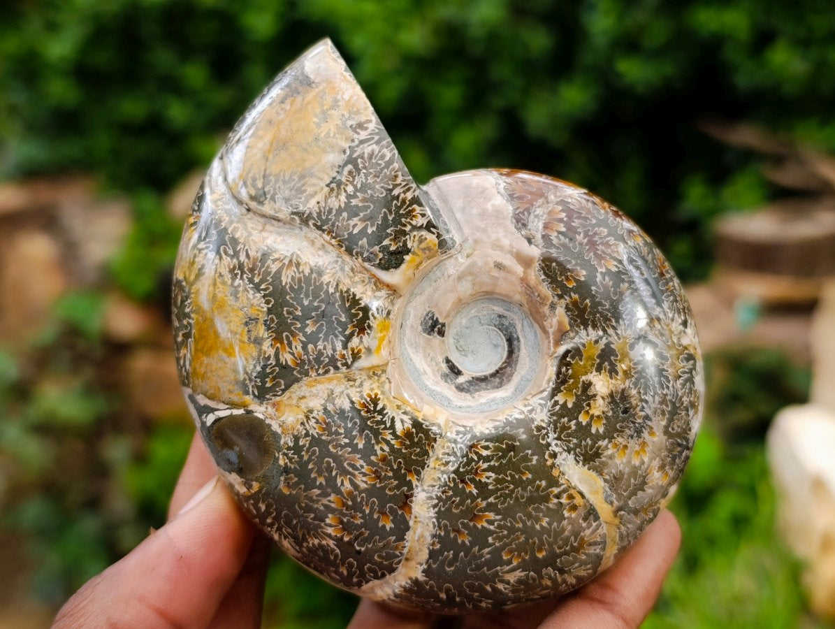 Polished Cleoniceras and Calliphyloceras Ammonite Fossils x 3 From Tulear, Madagascar