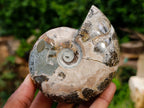 Polished Cleoniceras and Calliphyloceras Ammonite Fossils x 3 From Tulear, Madagascar