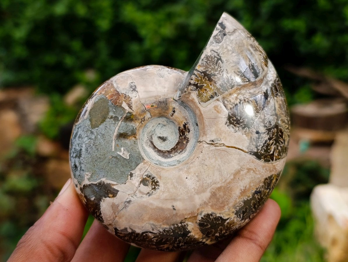 Polished Cleoniceras and Calliphyloceras Ammonite Fossils x 3 From Tulear, Madagascar