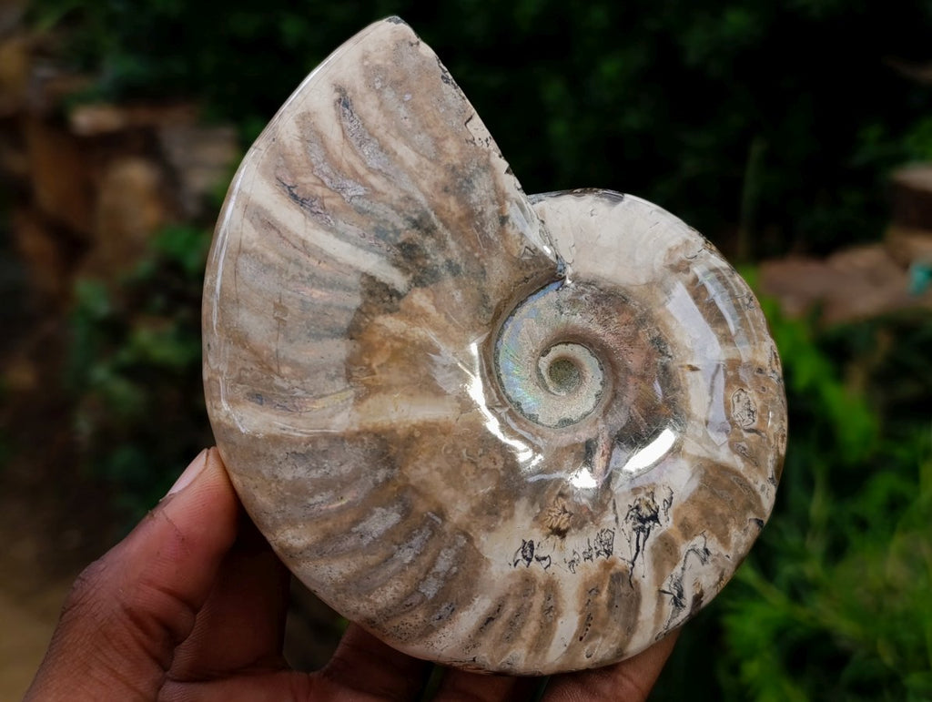 Polished Cleoniceras and Calliphyloceras Ammonite Fossils x 3 From Tulear, Madagascar