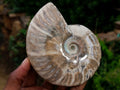 Polished Cleoniceras and Calliphyloceras Ammonite Fossils x 3 From Tulear, Madagascar