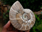 Polished Cleoniceras and Calliphyloceras Ammonite Fossils x 3 From Tulear, Madagascar