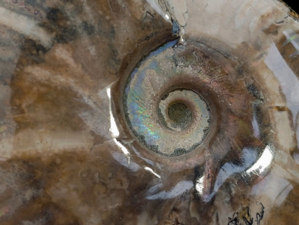 Polished Cleoniceras and Calliphyloceras Ammonite Fossils x 3 From Tulear, Madagascar