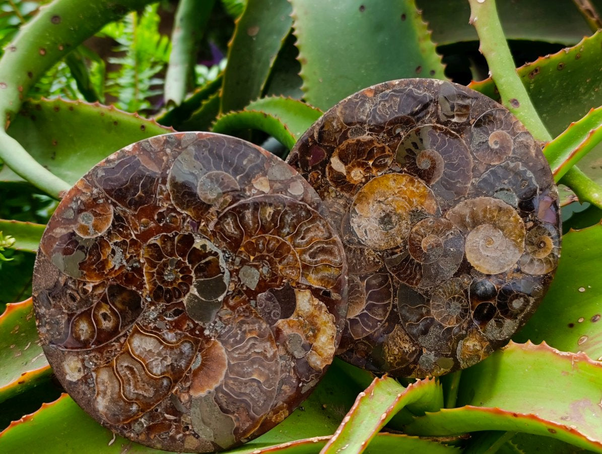 Hand Made Ammonite Conglomerate Coffee Table Coasters x 6 From Mahajanga, Madagascar